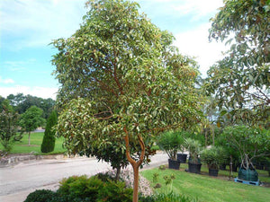 Thinking of growing deciduous trees?