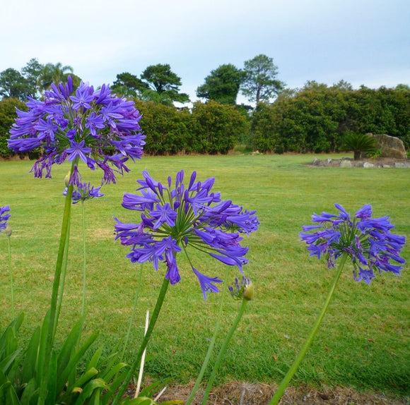 Agapanthus Blue END OF BATCH / IMPERFECT STOCK.