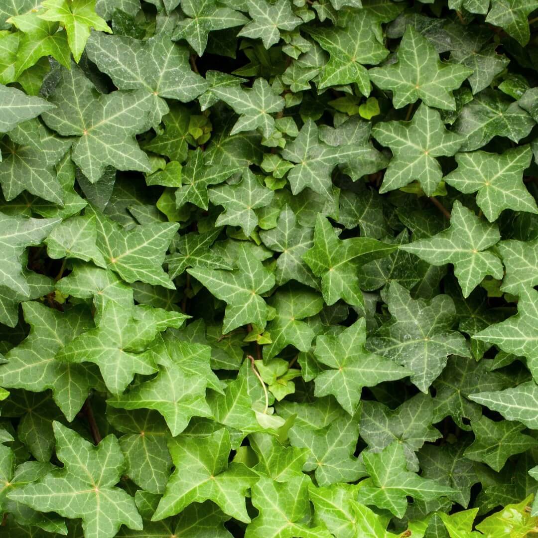English Ivy | Hedera Helix