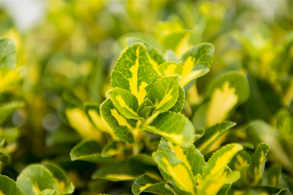 Gold-Spot Euonymus