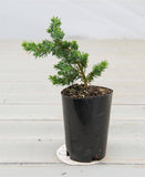 Lutchuensis Juniper - Juniperus Taxifolia