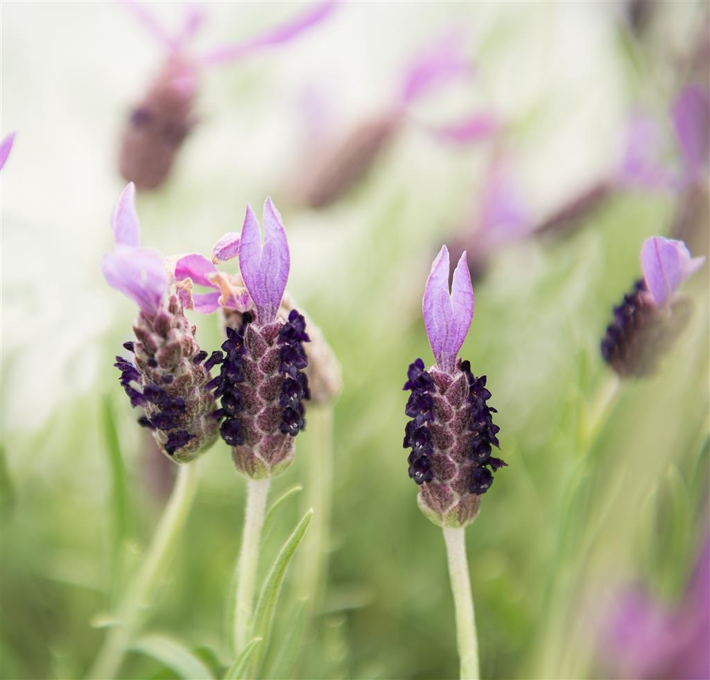 italian lavender plant Italian Lavender