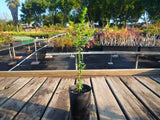 Rosy Paperbark - Melaleuca Diosmatifolia