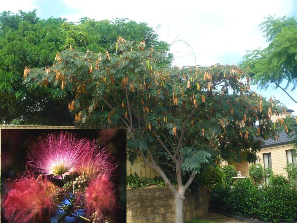 Julibrissin Rosea Persian Silk Tree Australia Silk Floss Tree