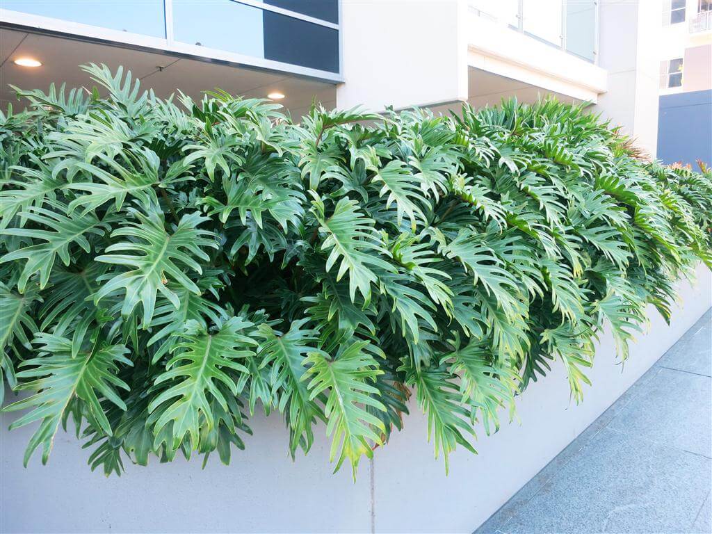 calathea prayer plants Calathea Peacock Plant : Pet Safe Plants for Plant Lovers - (6” Pot) – –  Altman Plants main image 1