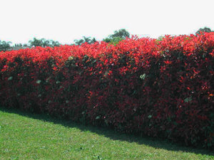 Photinia Red Robin - Photinia x fraseri - 140mm Pot