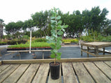 Silver Wattle - Acacia podalyriifolia (Queensland Silver Wattle)