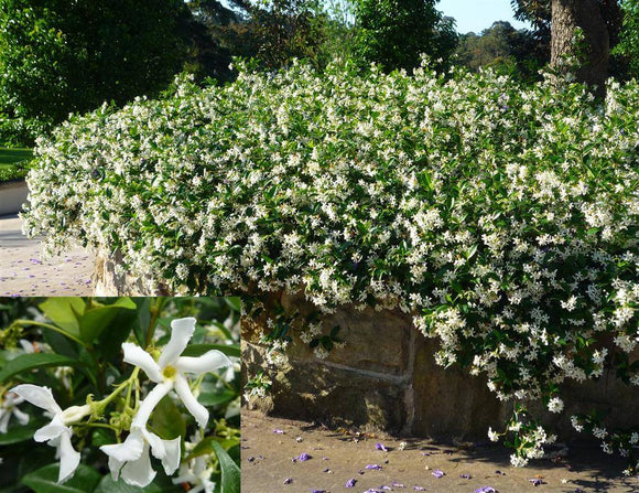 Star Jasmine Climber & Ground Cover trellis vine plant online buy australia Trachelospermum Jasminoides