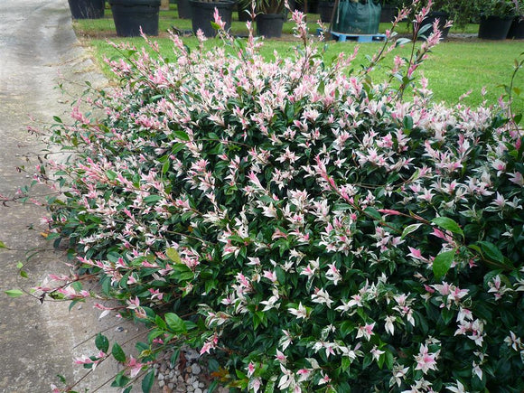 Variegated Jasmine - Trachelospermum jasminoides Tricolour