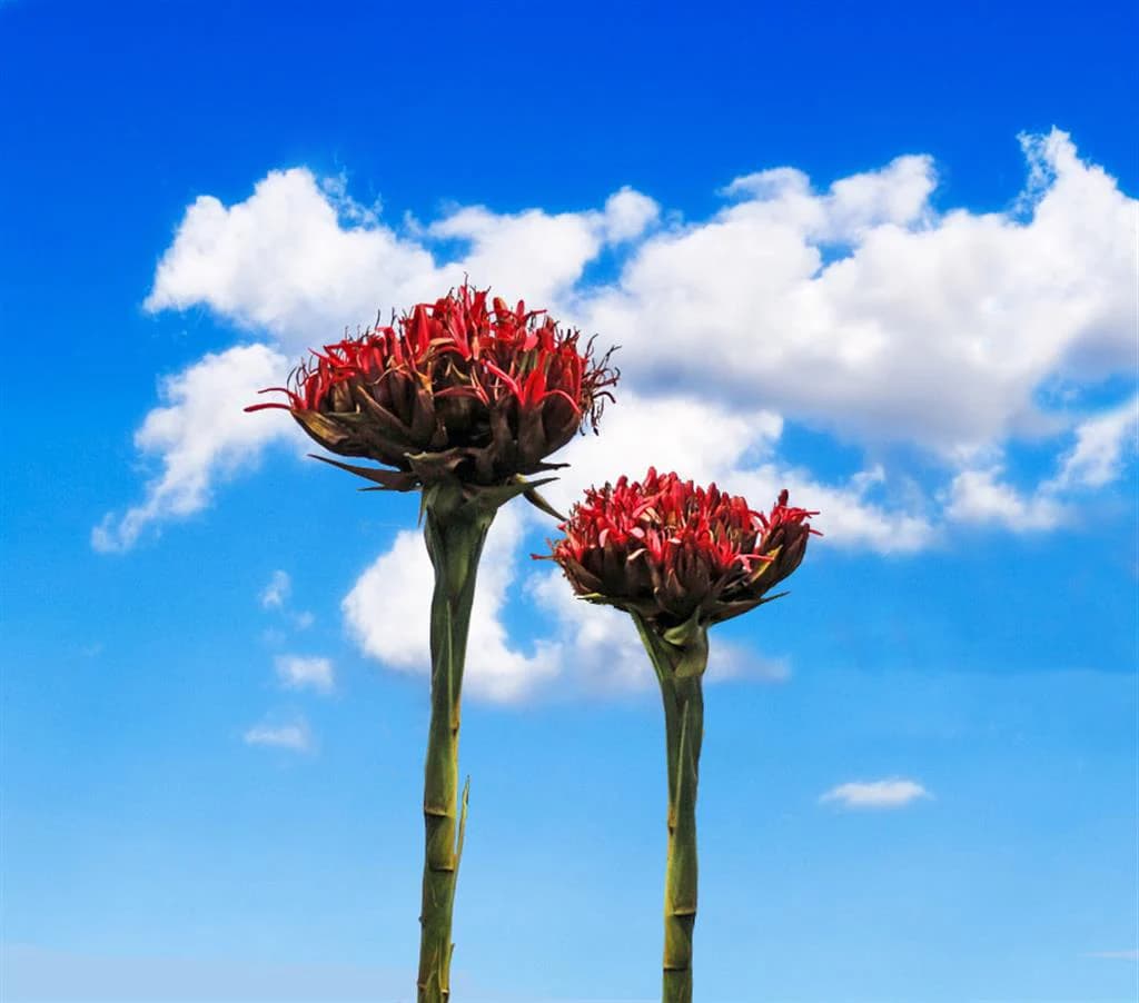 Low-Maintenance Native Plants for Busy Gardeners