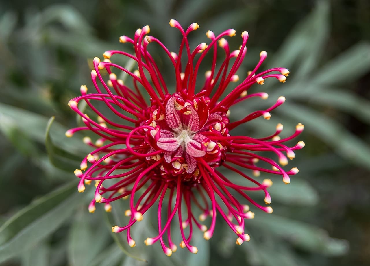 Native Plants That Attract Birds to Your Garden