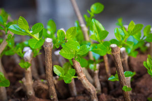 Understanding Plant Propagation from Offcuts