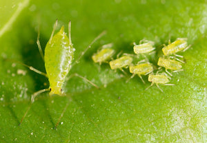 3 Backyard Plant Pests to Know and Prepare for This Spring