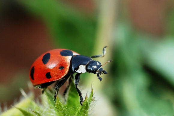 Beneficial Insects - Some Welcome Guests to Your Garden