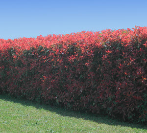 5 Tips For Growing A Hedge