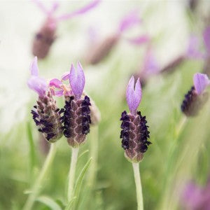 10 Flowers To Plant To Attract Native Bees To Your Garden