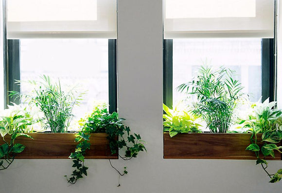 Green up Your Apartment with These Easy Tips