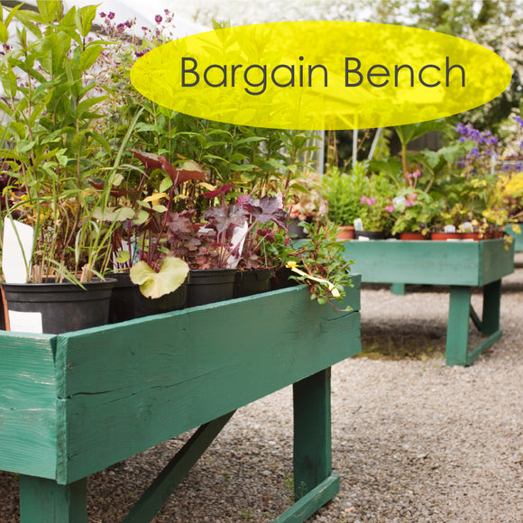 Bargain Bench Plant on sale 