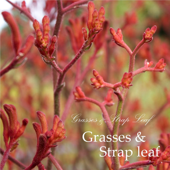 Grasses & Strap Leaf