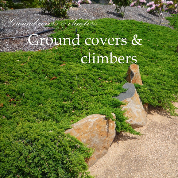 Climbers & Groundcovers