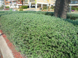 Coastal Rosemary - Westringia Fruticosa 140mm pot