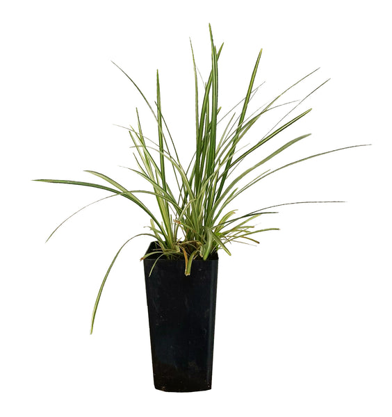 Mondo Grass Variegated