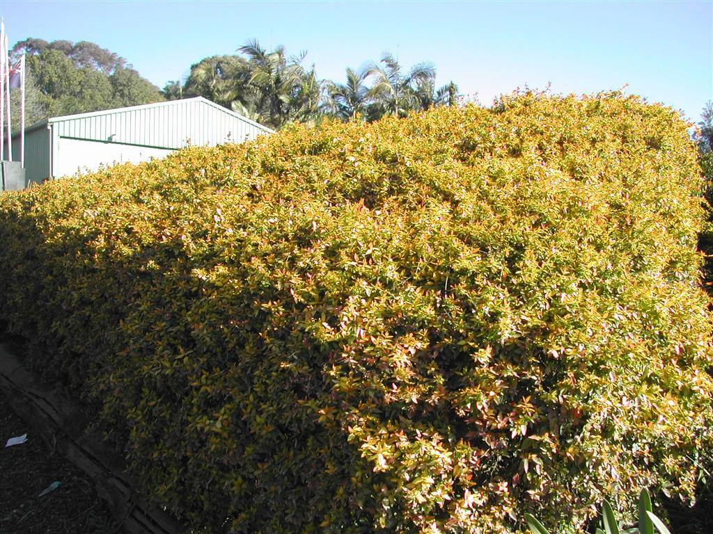 Plants Online Buy Garden & Tube Stock Plants Online Australia