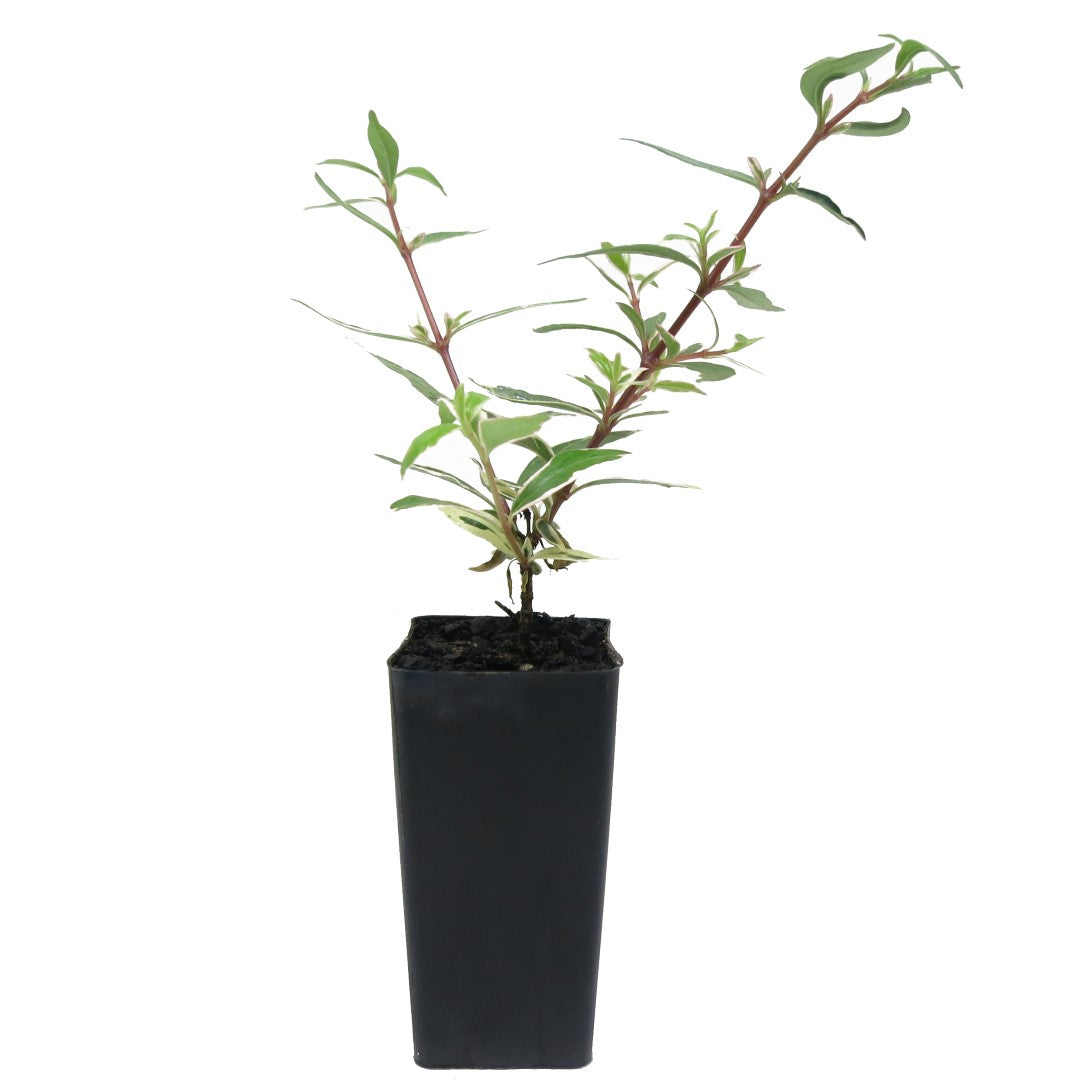 Variegated Abelia | Abelia Grandiflora Variegata