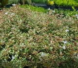Abelia Grandiflora Variegata