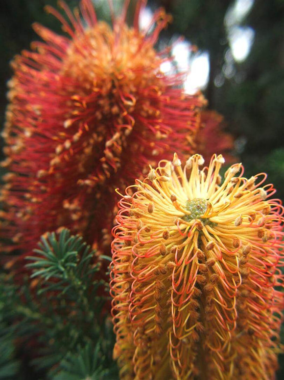 Heath Leaf Banksia - Banksia Ericifolia