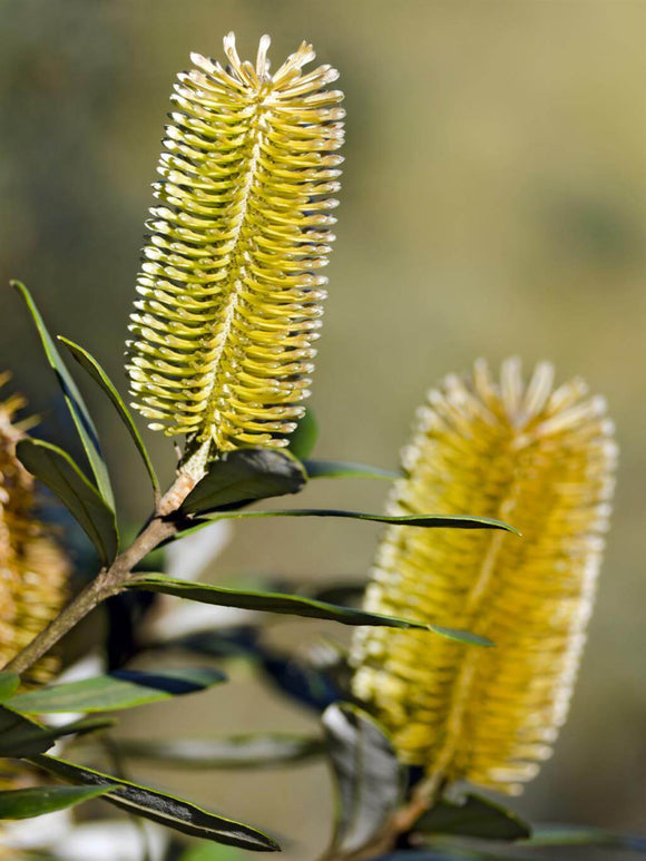Coast Banksia Integrifolia