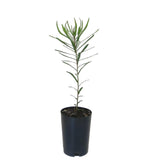 Hairpin Banksia spinulosa