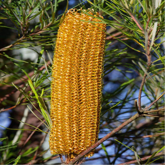 Hairpin Banksia spinulosa