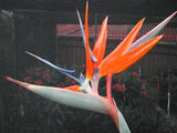 Bird of Paradise - Strelitzia Reginae