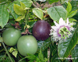 Black Passionfruit - Passiflora Edulis