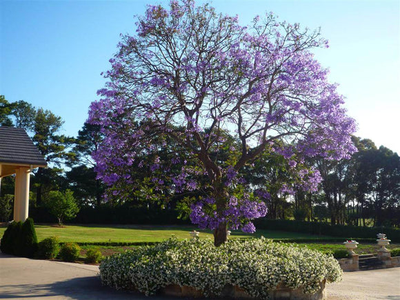 Blue Jacaranda - Jacaranda Mimosifolia
