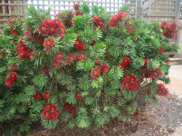 bottle brush plant 