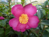 Camellia Sasanqua Hiryu