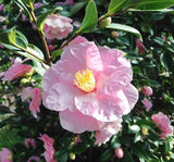 Camellia Sasanqua Plantation Pink