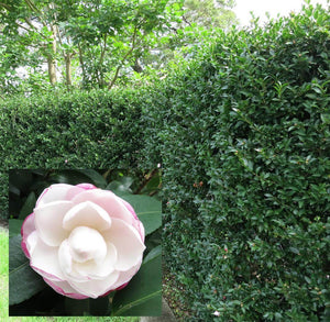 Camellia Hedge | Camellia Sasanqua Hedge australia online buy plant 