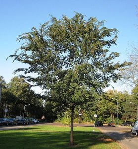Chinese Elm - Ulmus Parvifolia