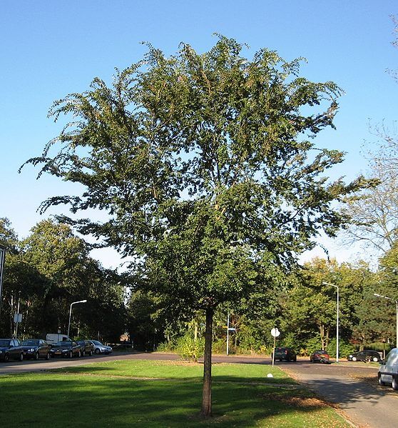 chinese elm tree plant online australia buy Ulmus Parvifolia
