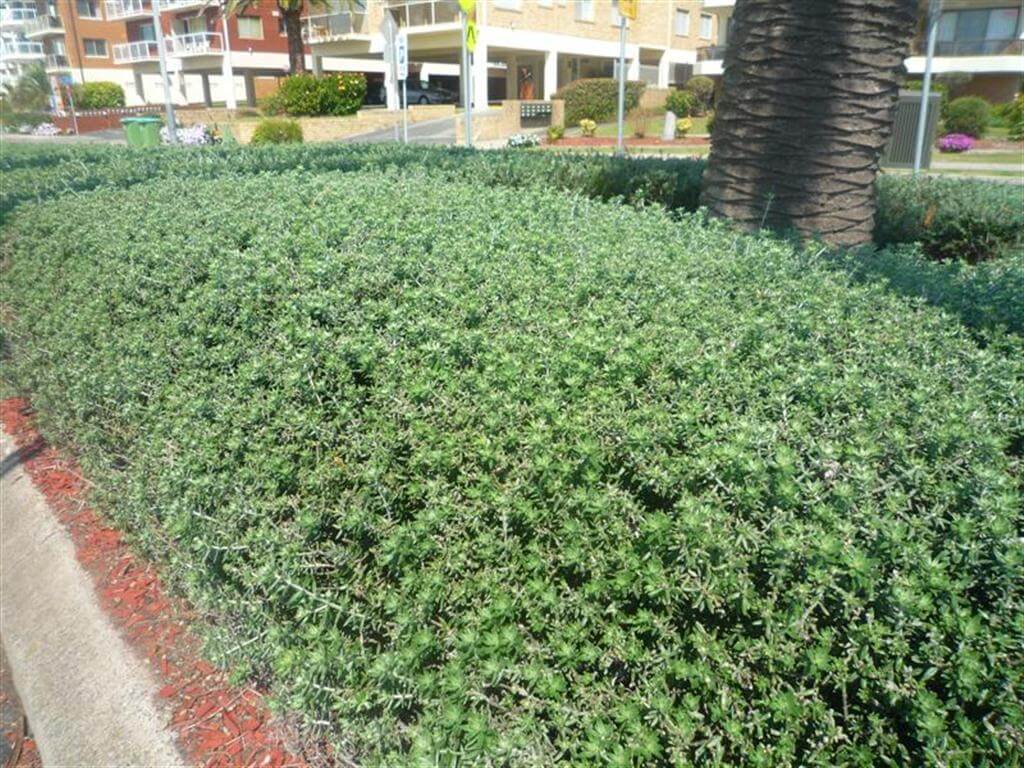 Plants Online Buy Garden & Tube Stock Plants Online Australia