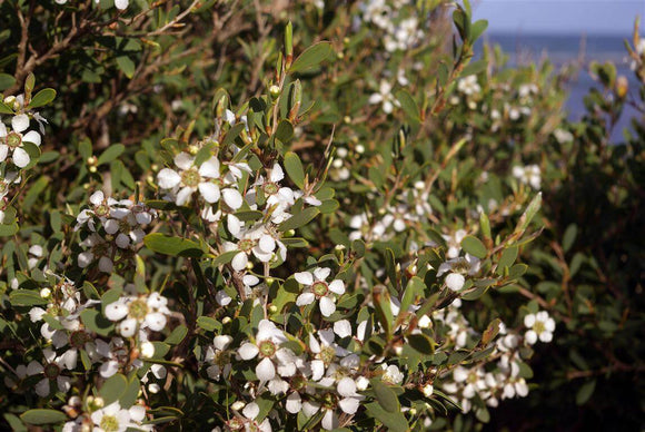 Coastal Tea Tree - Leptospermum Laevigatum