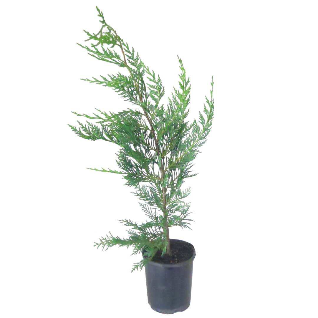 Leighton Green Conifer Hedge Leyland Cypress 140mm pots