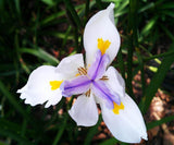 African Iris - Dietes Iridioides