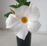 Dipladenia sanderii White - Brazilian Jasmine