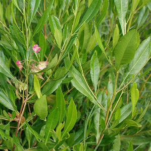 Green Hop Bush - Dodonaea Viscosa Green