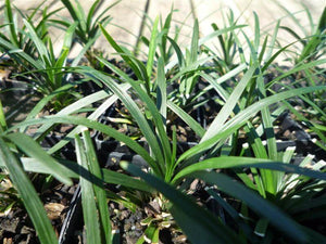 Dwarf Mondo grass - Ophiopogon Japonicus Nanus