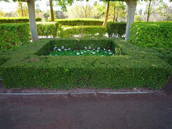 English Box